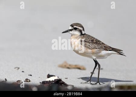 Il plover di sabbia di Kittlitz (Charadrius pecuarius), in piedi sulla spiaggia, Sud Africa, Table Mountain National Park Foto Stock