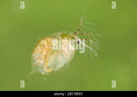 Pulce d'acqua comune (Daphnia pulex), femmina con prole nel suo addome, Germania Foto Stock