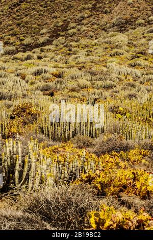 Isole Canarie Spurge (Euphorbia canariensis), in numeri enormi su un pendio, Isole Canarie, Tenerife, Santa Cruz Foto Stock