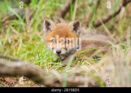 Wild giovani baby red fox cub vulpes vulpes ad esplorare una foresta, il fuoco selettivo tecnica utilizzata. Foto Stock