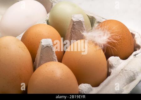 Saluto dalla gallina, uova biologiche provenienti dalla fattoria biologica Foto Stock