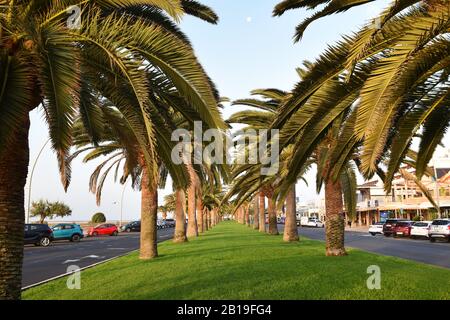 Passeggiata a Morro Jable, Fuerteventura con file di palme Foto Stock