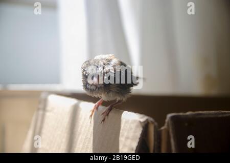Alimentazione Del Passero Del Bambino Foto Stock