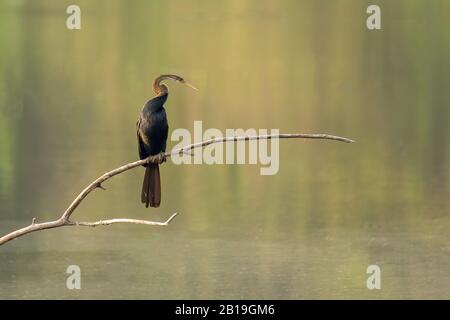 Un lone orientale darter (Anhinga melanogaster), chiamato anche il darter indiano e Snakebird, arroccato su ramo, sopra l'acqua. Foto Stock