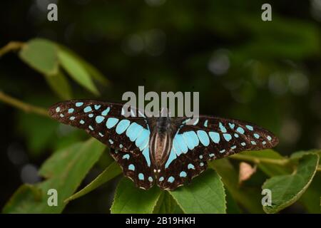 Farfalla comune di Jay (dosone di Graphium). Java, Indonesia Foto Stock