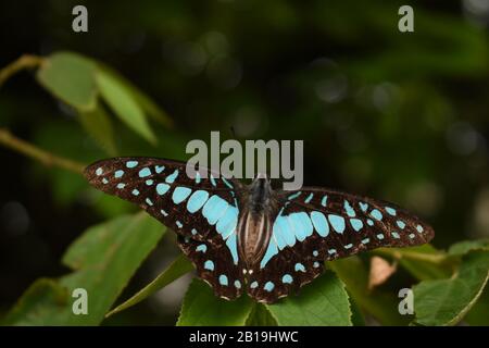 Farfalla comune di Jay (dosone di Graphium). Java, Indonesia Foto Stock
