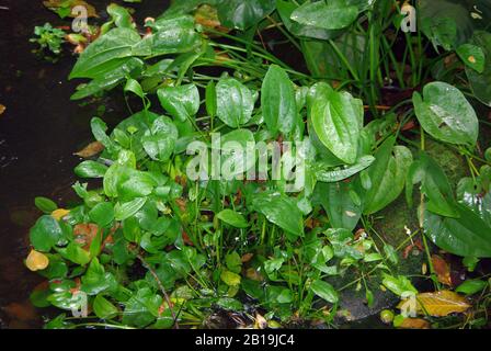 Scricchiolio, Echinodorus cordifolius Foto Stock