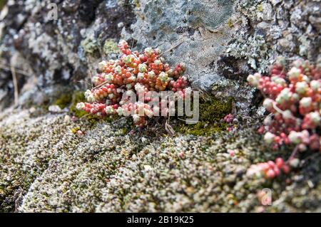 Varietà di licheni e muschio che crescono sulla roccia. Ipocite di Cytino Foto Stock