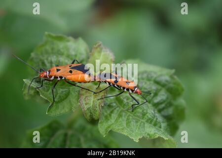Primo piano foto di Milkweed bug di accoppiamento. Foto Stock