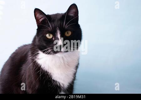 Gatto bianco e nero, con colletto. Animale domestico. Foto Stock