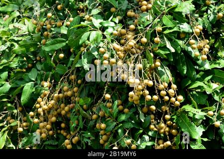 Il Longan albero da frutta - Litchi parente stretto Foto Stock