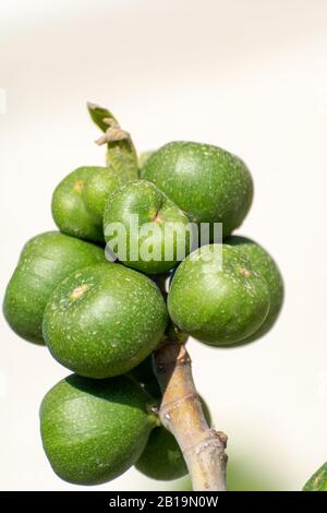 Frutti di fico immaturi verdi che crescono sull'albero vicino Foto Stock