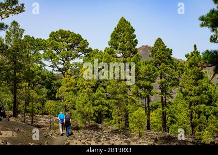 Escursionisti sulla strada per il vulcano Martin su la Palma; la Palma; Isole Canarie; Spagna Foto Stock