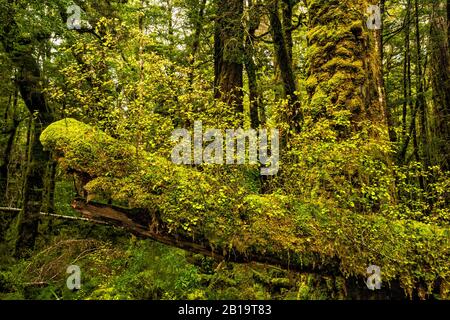 Nuove piantine in crescita su infermiera log in foresta di faggio rosso a Lake Gunn Nature Walk, Fiordland National Park, Southland Region, South Island, Nuova Zelanda Foto Stock