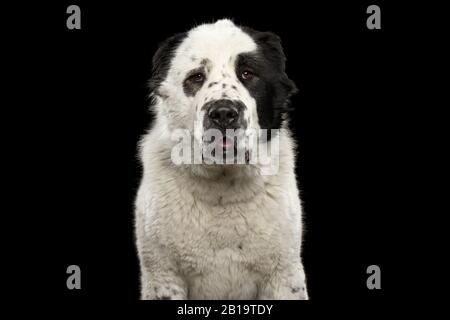 Primo piano Ritratto di Pastore Centrale Asiatico o Alabai, cane Bianco su Isolato sfondo Nero Foto Stock