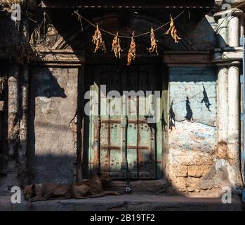 Junagadh, Gujarat/India - 7 dicembre 2018: Due cani dormono all'ombra sotto una porta testurizzata di legno di una vecchia casa. Vernice che si stacca dalle pareti di mattoni. Foto Stock