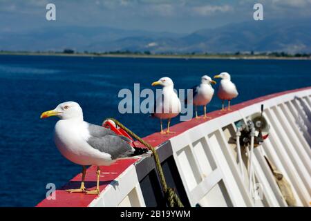 La Grecia, gabbiani reali a bordo del traghetto Foto Stock