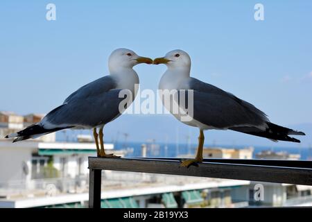 La Grecia, due gabbiani sul balcone Foto Stock