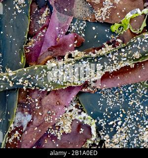 Immagine astratta di alghe marine lavate e altri detriti in una grande varietà di colori sulla spiaggia di Penbryn Cardigan Bay Galles UK Foto Stock