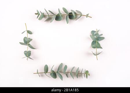 Rami di eucalipto verde su sfondo bianco. Foto Stock