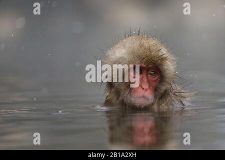 Un macaque giapponese gode di una calda primavera.Jigokudani Yaen-koen è stato aperto nel 1964 ed è conosciuto per essere l'unico posto nel mondo dove le scimmie si bagnano nelle sorgenti termali. Il Jigokudani Yaen-koen (850 metri di altitudine) si trova nella Valle del fiume Yokoyu, proveniente da Shiga-Kogen del Parco Nazionale Joshinetsu-Kogen, nella parte settentrionale della prefettura di Nagano. Foto Stock