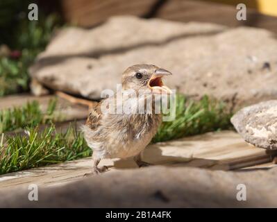 sparrow breeding che chiama sua madre Foto Stock