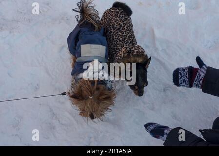Cuccioli di Yorkshire Terrier e Chihuahua. Chihuahua e Yorkshire Terrier nella neve. Inverno. Neve. Freddo, Cani Foto Stock