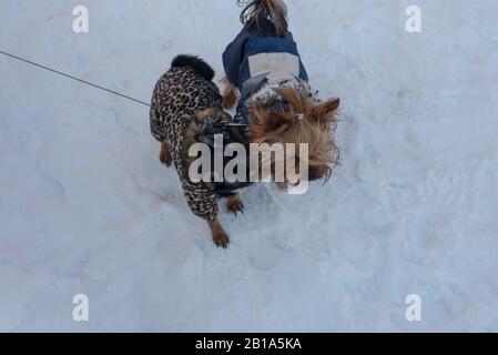 Cuccioli di Yorkshire Terrier e Chihuahua. Chihuahua e Yorkshire Terrier nella neve. Inverno. Neve. Freddo, Cani Foto Stock