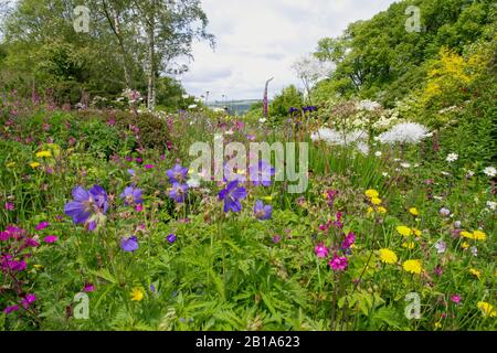 Garden House; Buckland Monochorum; il colorato prato dei fiori selvatici in estate Foto Stock