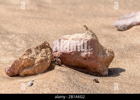 Primo piano dell'agama (Phrynocephalus arabicus) con testa a rospo arabo nel deserto, in piedi su una pietra Foto Stock