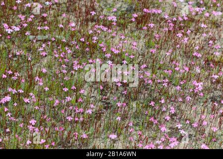 Utricularia multifida vicino a Bunbury, Australia Occidentale Foto Stock