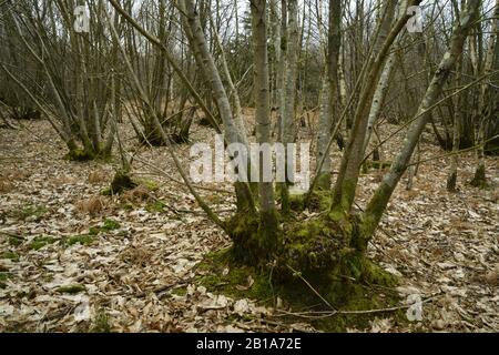 Tradizionale bosco coppicato in Sussex. Foto Stock