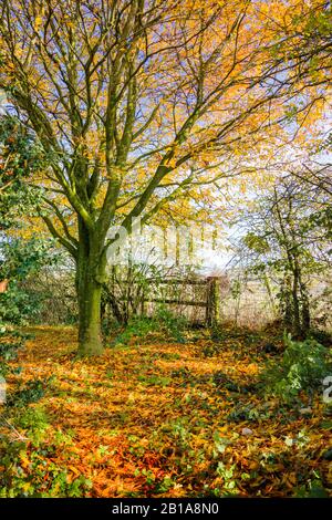 Una scena giardino Autumnal paesaggio in un giardino inglese caratterizzato da un Fagus sylvatica Asplenifolia foglie di spargimento albero all'inizio di novembre Foto Stock