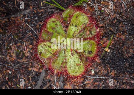 Drosera Cuneifolia Nella Riserva Naturale Di Silvermine, Città Del Capo, Capo Occidentale, Sud Africa Foto Stock