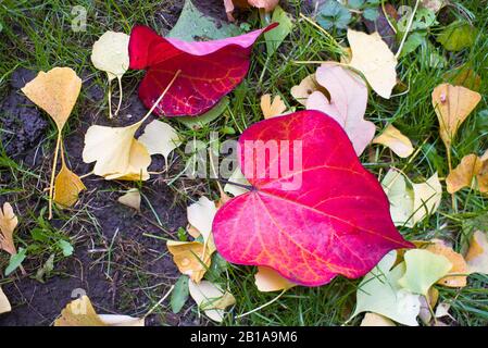Autunno caduta foglie tra cui Gingko e Foresta Pansy nel mese di novembre in un giardino inglese Foto Stock