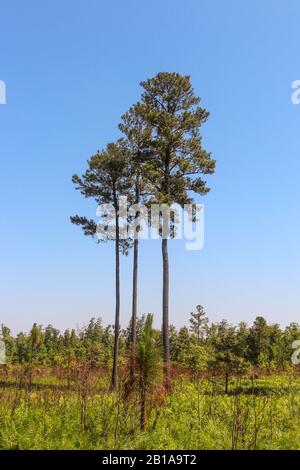 Pino Bianco (Pinus palustris) in Virginia Foto Stock