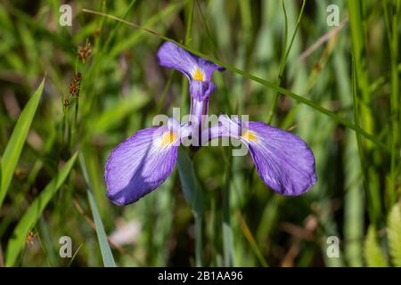 Il fiore viola di Iris virginica in habitat naturale in Virginia, Stati Uniti Foto Stock