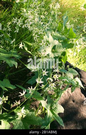 Foto di piante di cetrioli selvatici (radice della California, Marah Fabacea, Marah) a Ojai, California. Foto Stock