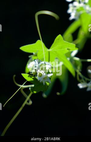 Foto di piante di cetrioli selvatici (radice della California, Marah Fabacea, Marah) a Ojai, California. Foto Stock