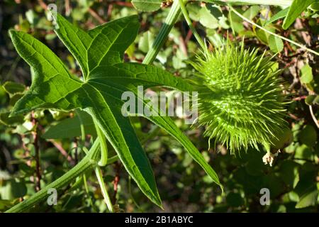 Foto di piante di cetrioli selvatici (radice della California, Marah Fabacea, Marah) a Ojai, California. Foto Stock