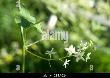 Foto di piante di cetrioli selvatici (radice della California, Marah Fabacea, Marah) a Ojai, California. Foto Stock