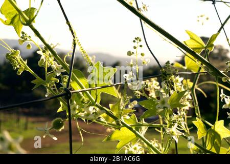 Foto di piante di cetrioli selvatici (radice della California, Marah Fabacea, Marah) a Ojai, California. Foto Stock