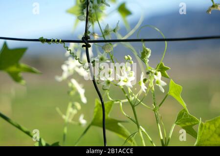 Foto di piante di cetrioli selvatici (radice della California, Marah Fabacea, Marah) a Ojai, California. Foto Stock