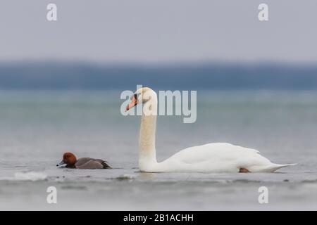 Mute Swan, Cygnus olor, con Redhead, Aythya americana, che si trova sul lago di St. Clair, parte del sistema dei grandi Laghi tra il lago Huron e il lago Erie, Foto Stock