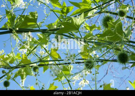 Foto di piante di cetrioli selvatici (radice della California, Marah Fabacea, Marah) a Ojai, California. Foto Stock