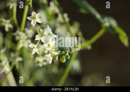 Foto di piante di cetrioli selvatici (radice della California, Marah Fabacea, Marah) a Ojai, California. Foto Stock