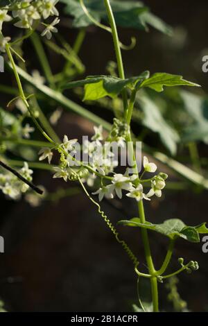 Foto di piante di cetrioli selvatici (radice della California, Marah Fabacea, Marah) a Ojai, California. Foto Stock