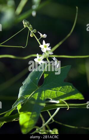 Foto di piante di cetrioli selvatici (radice della California, Marah Fabacea, Marah) a Ojai, California. Foto Stock