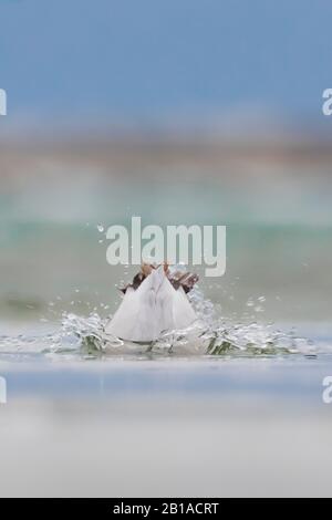 Canvasback, Aythya valisineria, sul Lago di St. Clair, parte del sistema dei grandi Laghi tra il Lago Huron e il Lago Erie, Michigan, Stati Uniti Foto Stock