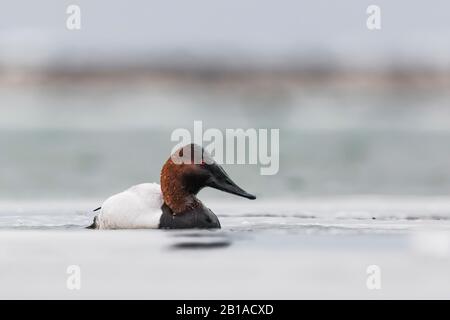 Canvasback, Aythya valisineria, sul Lago di St. Clair, parte del sistema dei grandi Laghi tra il Lago Huron e il Lago Erie, Michigan, Stati Uniti Foto Stock